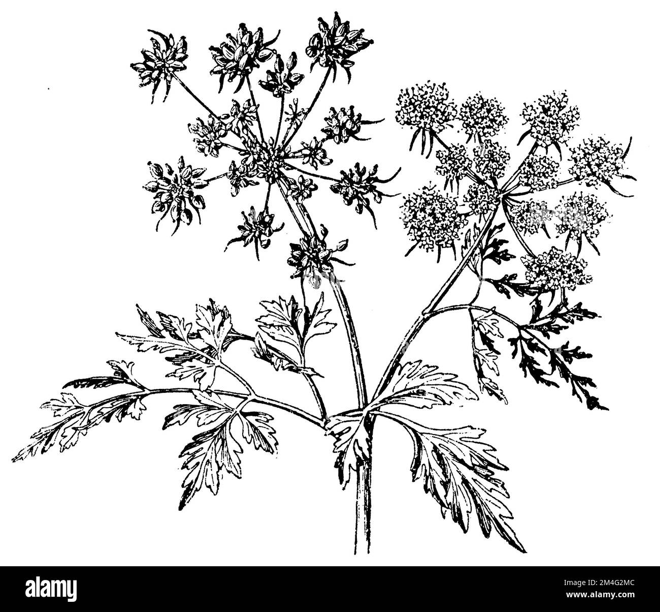 fool's parsley, fool's cicely, or poison parsley, Aethusa cynapium,  (botany book, 1910), Hundspetersilie, Petite Ciguë ou Ciguë des jardins Stock Photo
