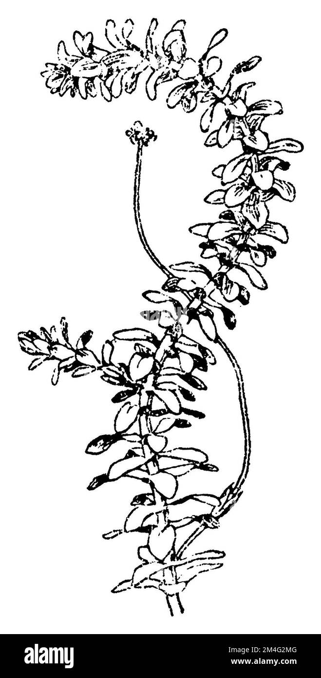American waterweed, Elodea canadensis,  (botany book, 1910), Wasserpest, élodée du Canada Stock Photo