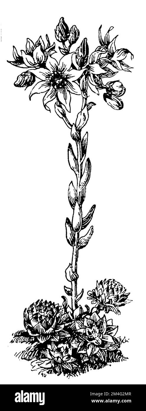 cobweb house-leek, Sempervivum arachnoideum,  (botany book, 1910), Spinnweb-Hauswurz, Joubarbe à toile d'araignée Stock Photo