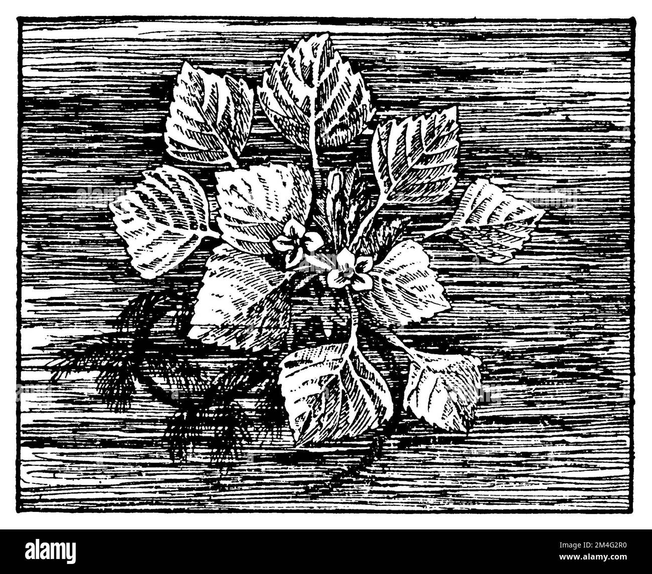 water caltrop, Trapa natans,  (botany book, 1910), Wassernuss, mâcre nageante ou châtaigne d'eau Stock Photo