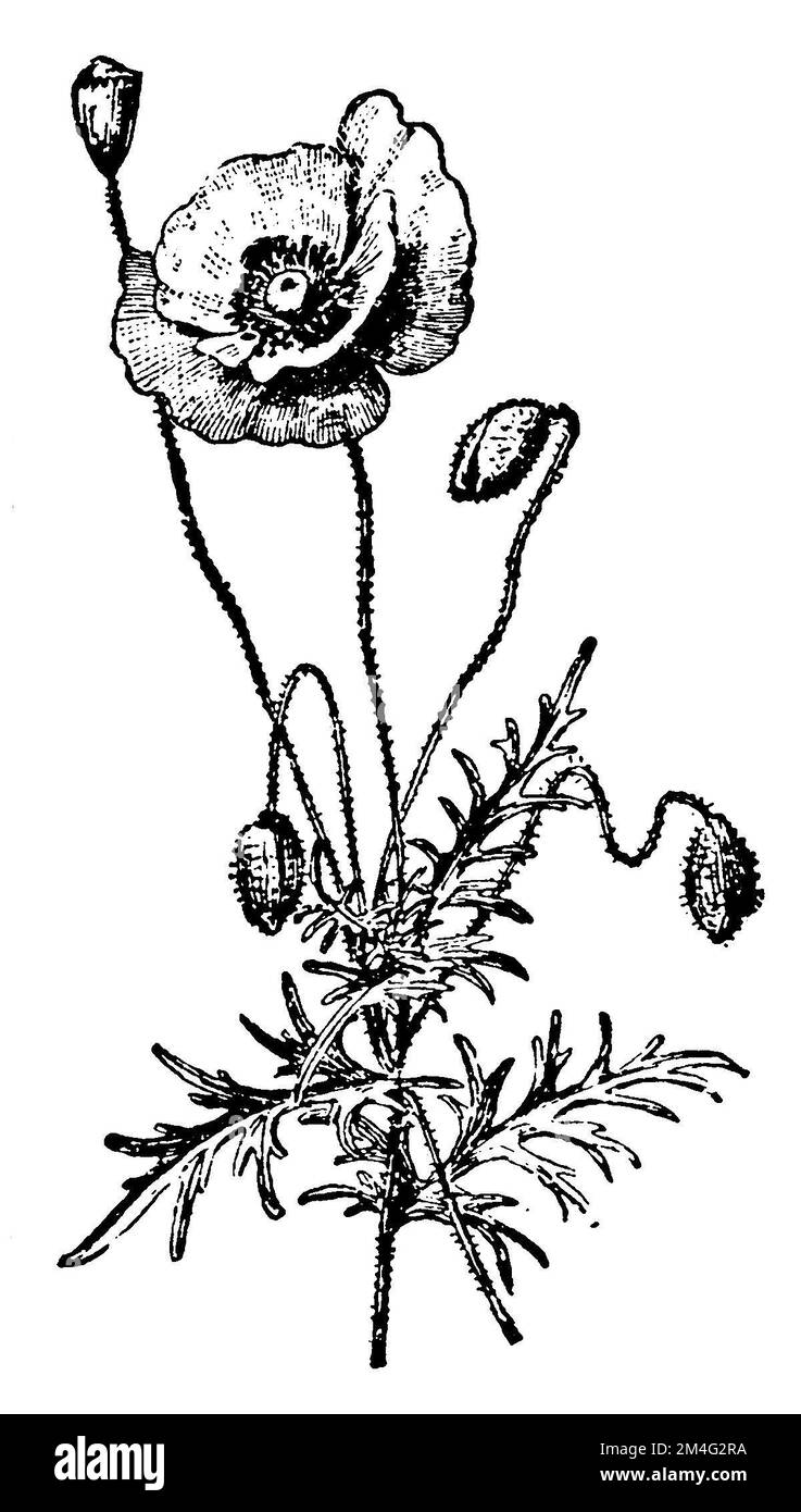 Papaver rhoeas, common poppy, corn poppy, corn rose, field poppy, Flanders poppy or red poppy, Papaver rhoeas,  (encyclopedia, 1910), Klatschmohn, coquelicot Stock Photo