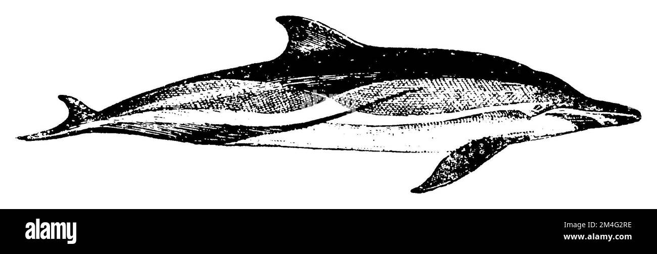 Pacific Dolphin, Delphinus delphis,  (encyclopedia, 1910), Gemeiner Delfin, Dauphin commun à bec court Stock Photo