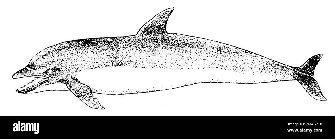 Pacific Dolphin, Delphinus delphis,  (zoology book, 1909), Gemeiner Delfin, Dauphin commun à bec court Stock Photo