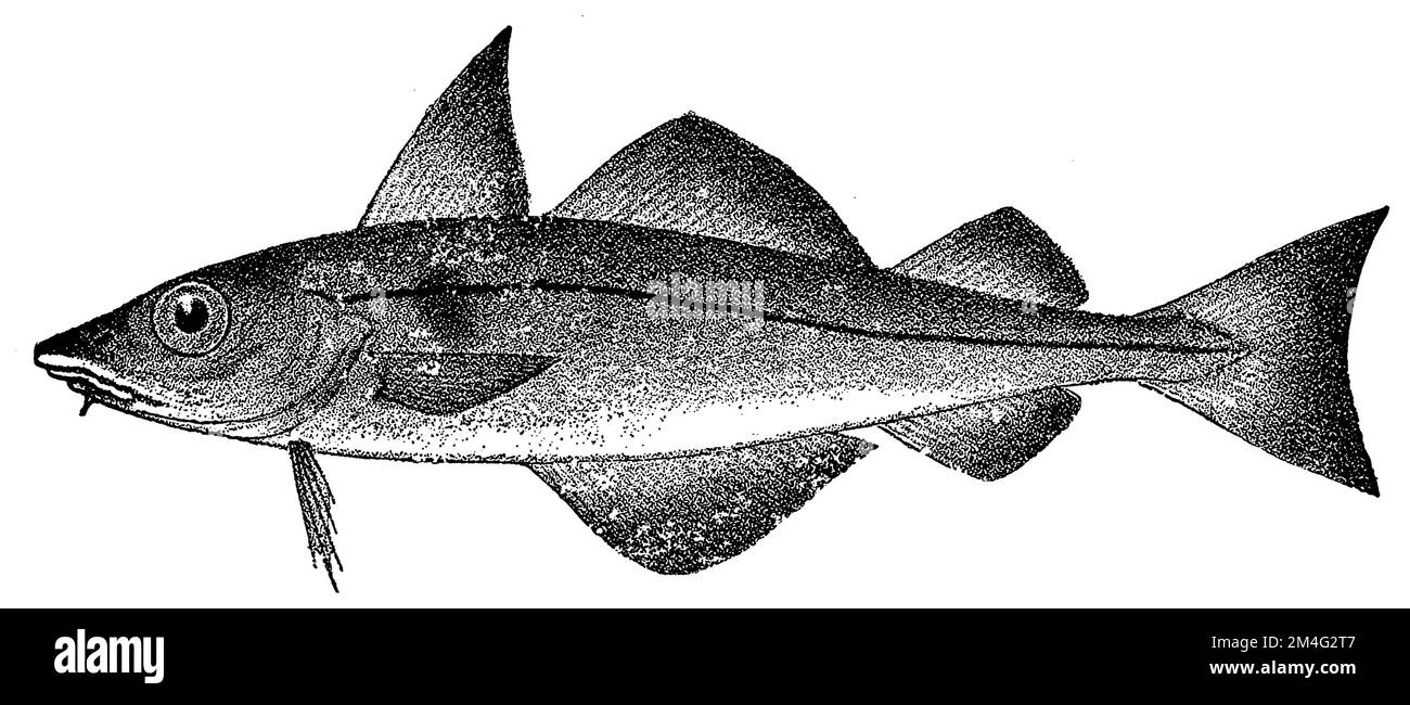 haddock, Melanogrammus aeglefinus, (agricultural book, 1927