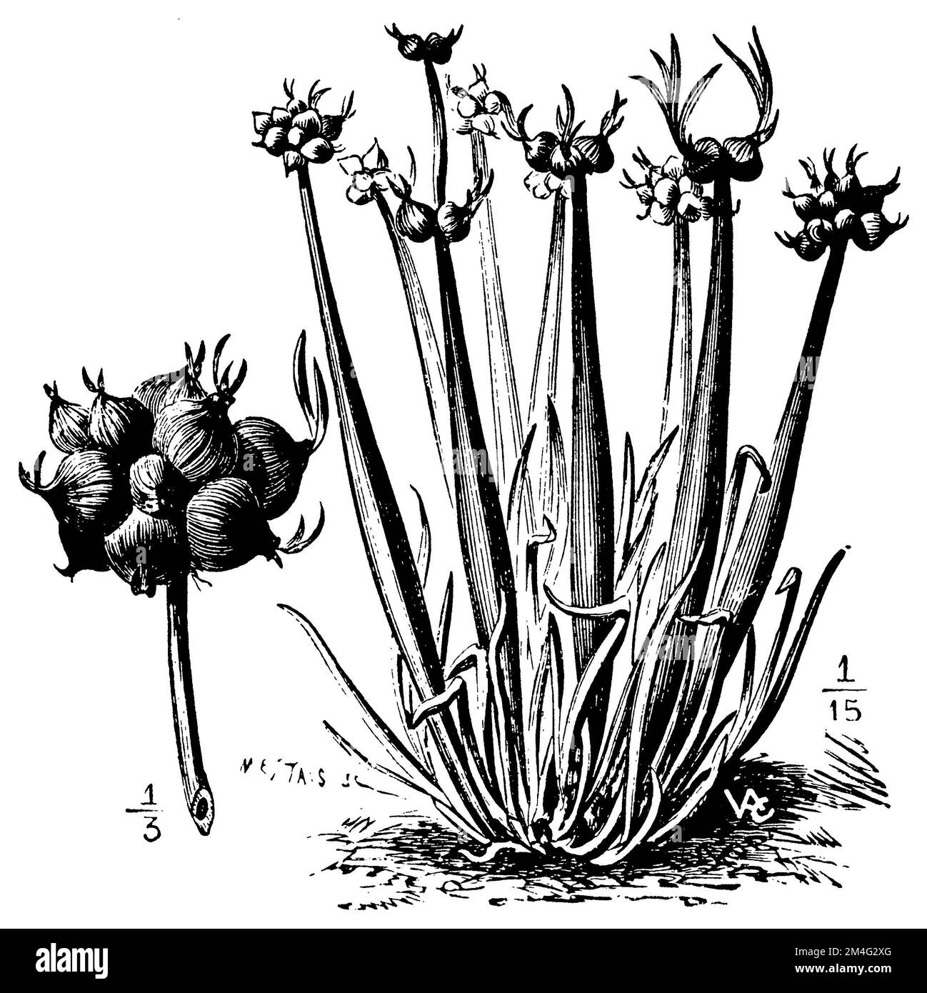 sand leek, Allium scorodoprasum,  (printing pattern book, 1911), Schlangen-Lauch, ail rocambole Stock Photo