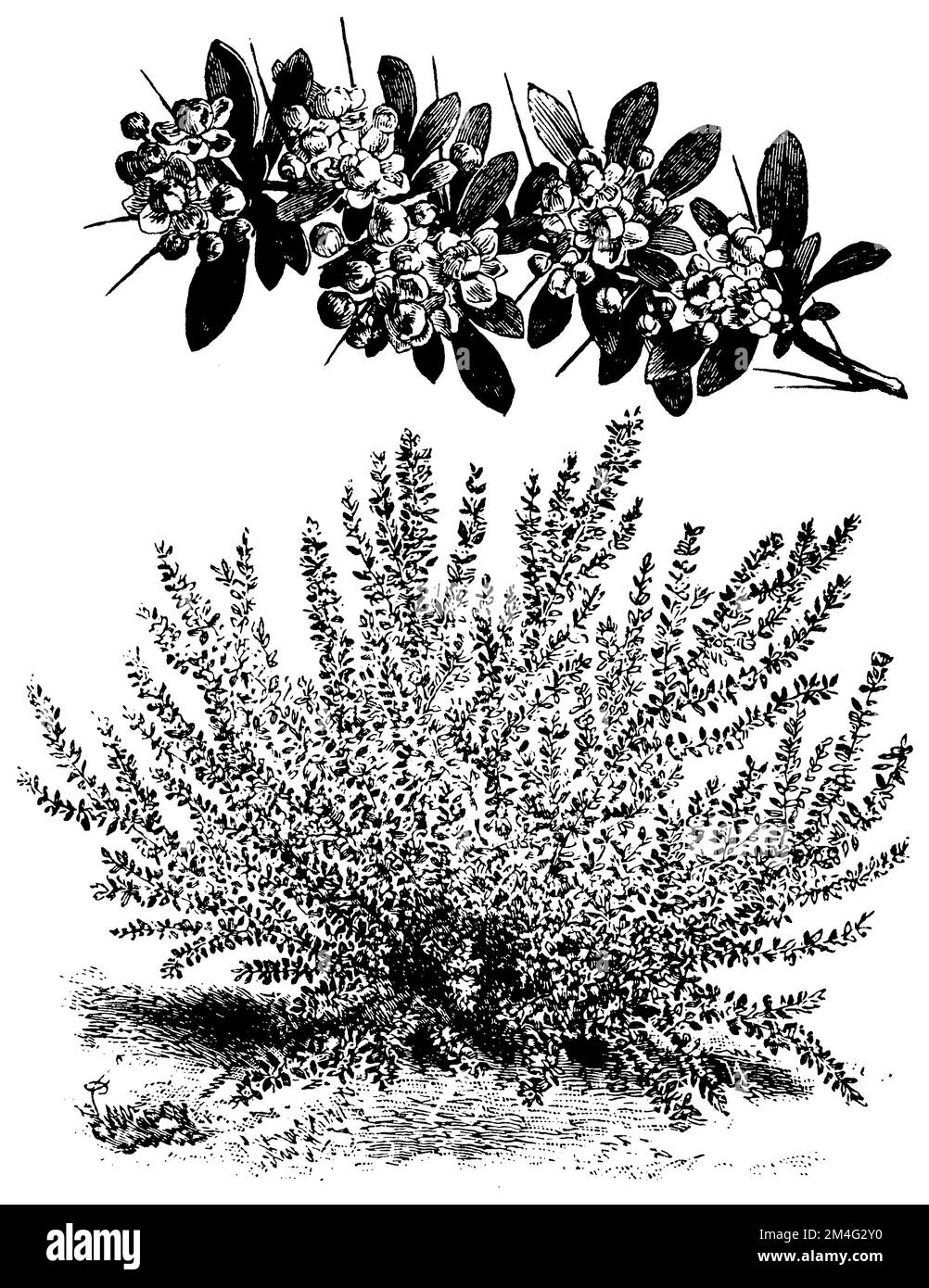 Mrs. Wilson's barberry, Berberis wilsoniae,  (printing pattern book, 1911), Wilsons Berberitze, berbéris de Wilson Stock Photo