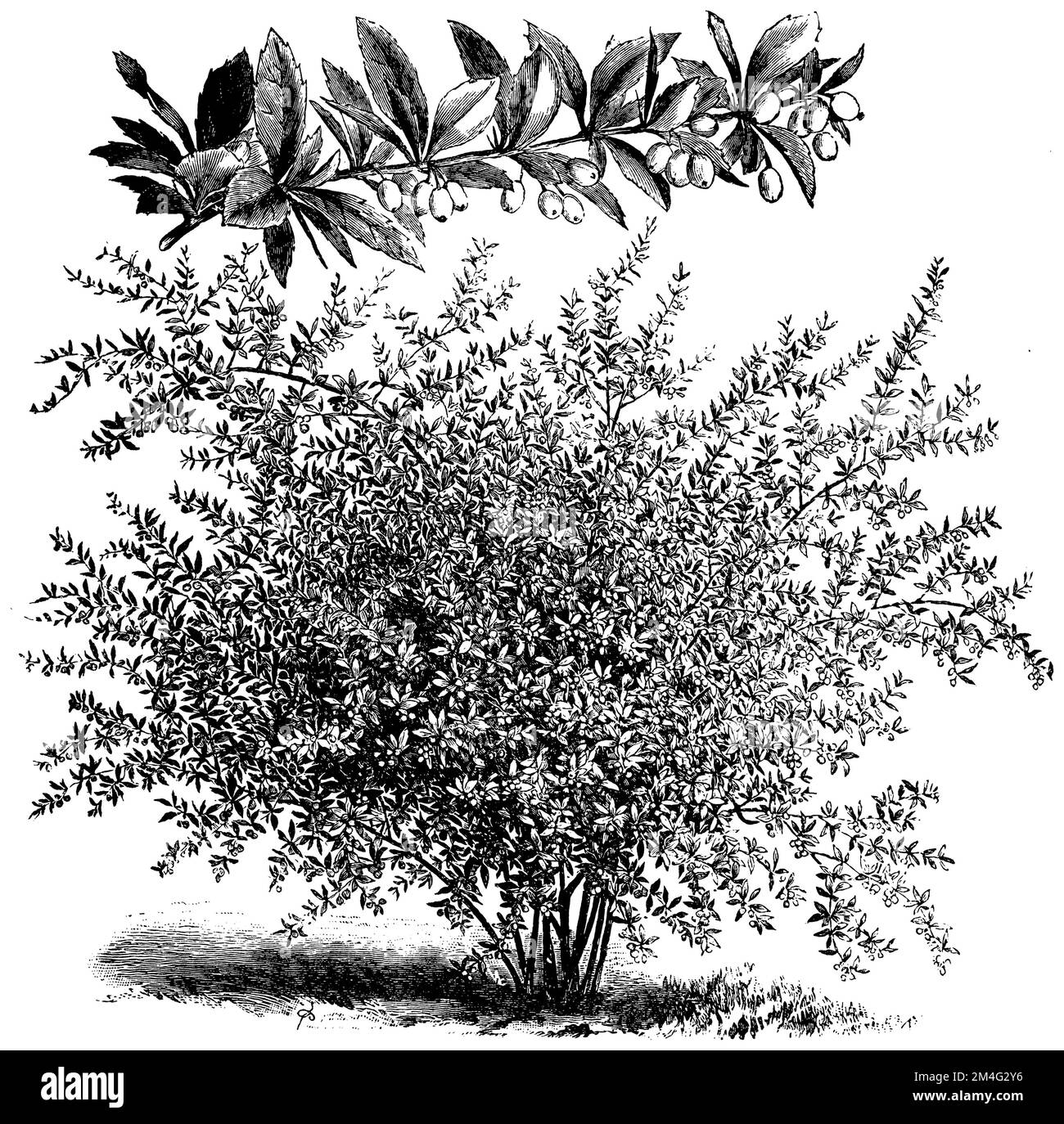 Berberis pruinosa, Berberis pruinosa,  (printing pattern book, 1911), Bereifte Berberitze, Berberis pruinosa Stock Photo