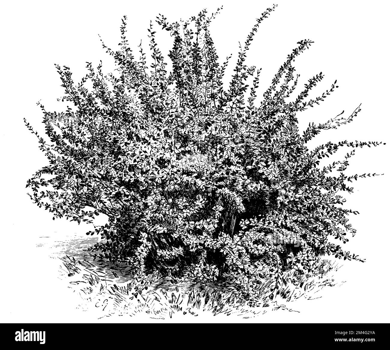 netleaf barberry, Berberis dictyophylla,  (printing pattern book, 1911), Netzblättrige Berberitze, Berberis dictyophylla Stock Photo