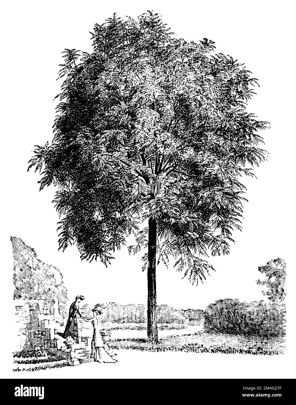 black walnut, Juglans nigra, (, 1911), Schwarznuss, Noyer noir Stock