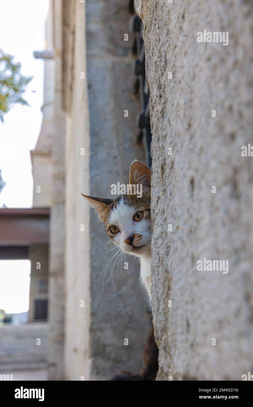 Portrait of a stray cat in the window of a mosque in Istanbul. Stray