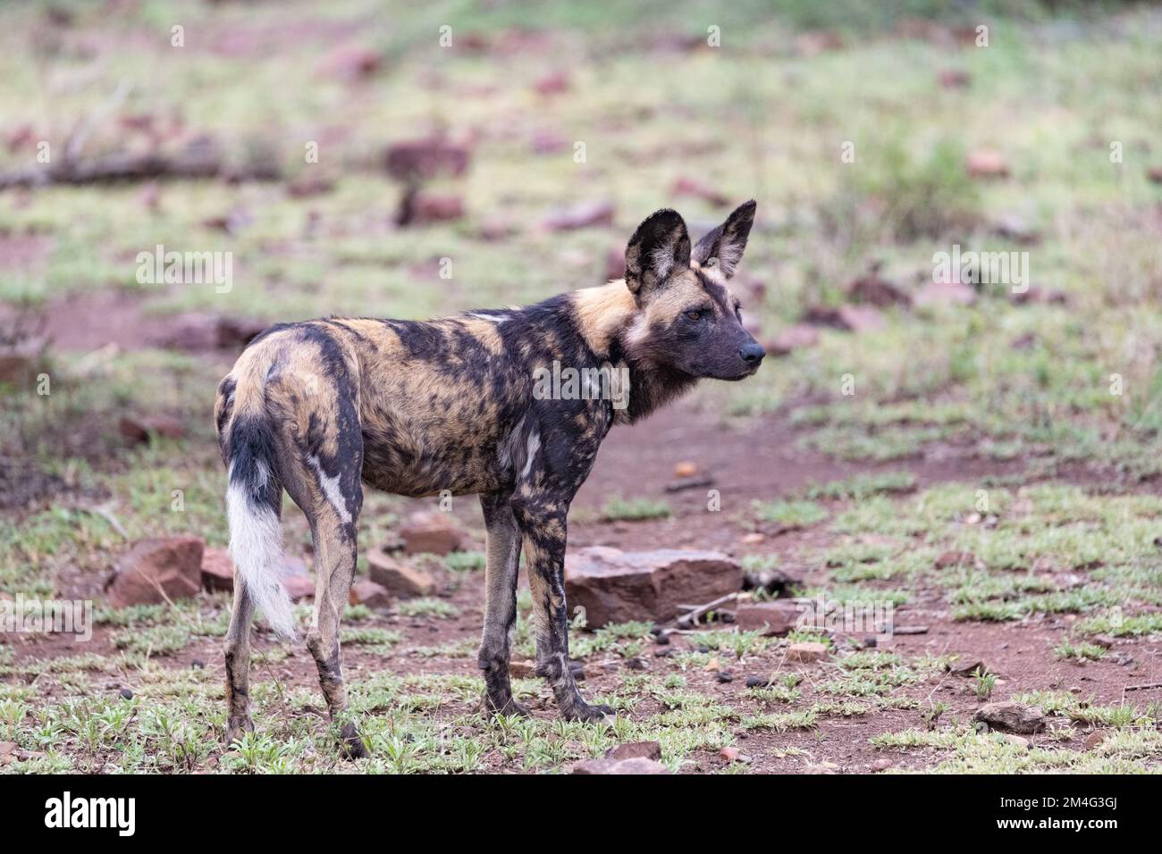 side profile of a painted wild dog standing in the recently wet mud of the Kruger National Park, South Africa Stock Photo