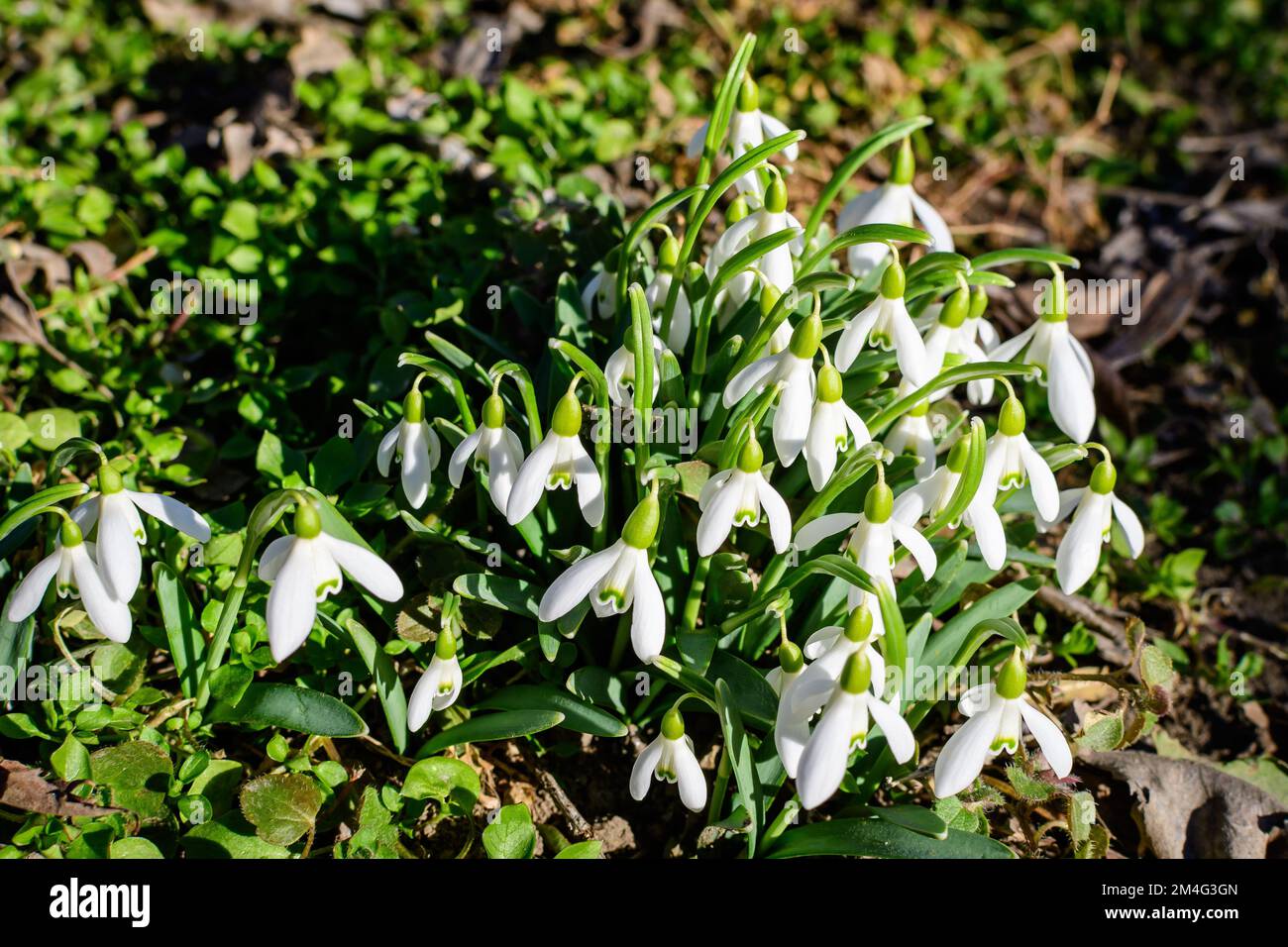 Many small and delicate white snowdrop spring flowers in full bloom in forest in a sunny spring da Stock Photo