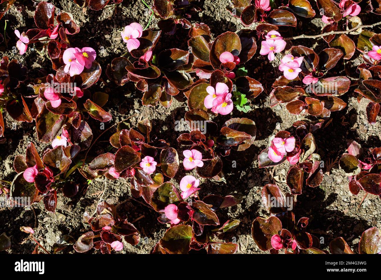 Top view of many small pink begonia flowers with fresh green leaves in a sunny spring day, perennial flowering plants in the family Begoniaceae, vivid Stock Photo