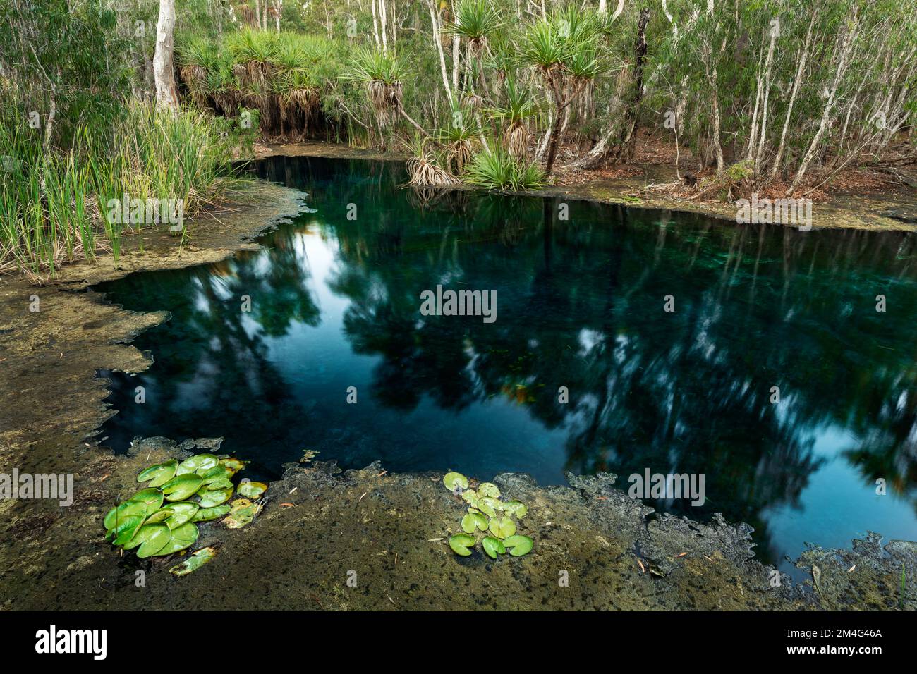 Crystal clear water at Bitter Springs in Elsey National Park. Stock Photo