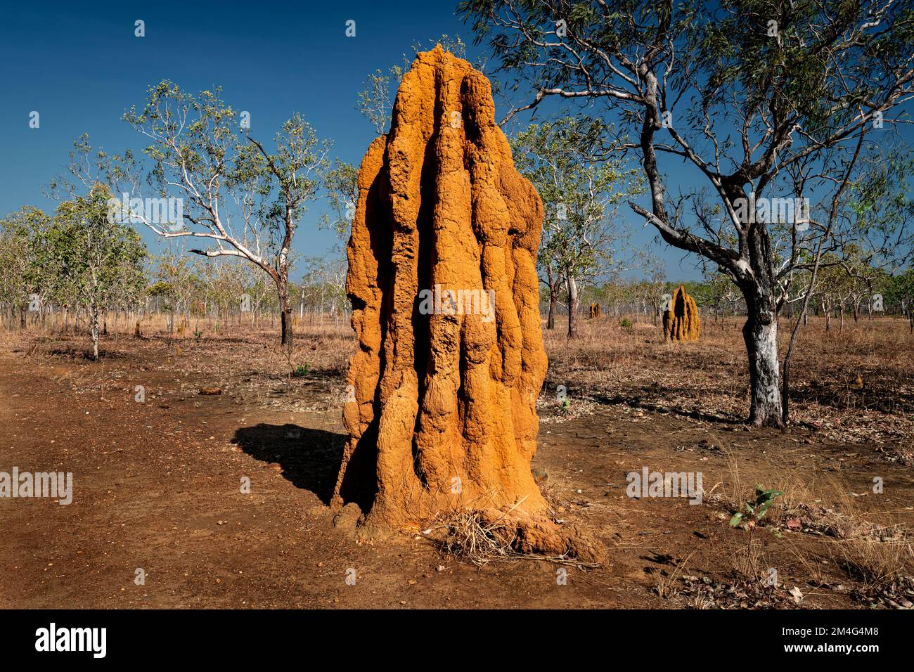 Huge Cathedral Termite Mounds in Australia's Top End. Stock Photo