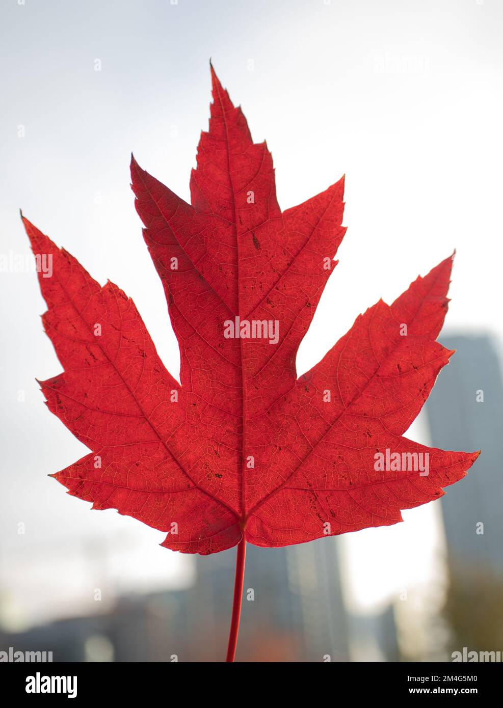 Red Maple Leaf, Toronto, Canada Stock Photo