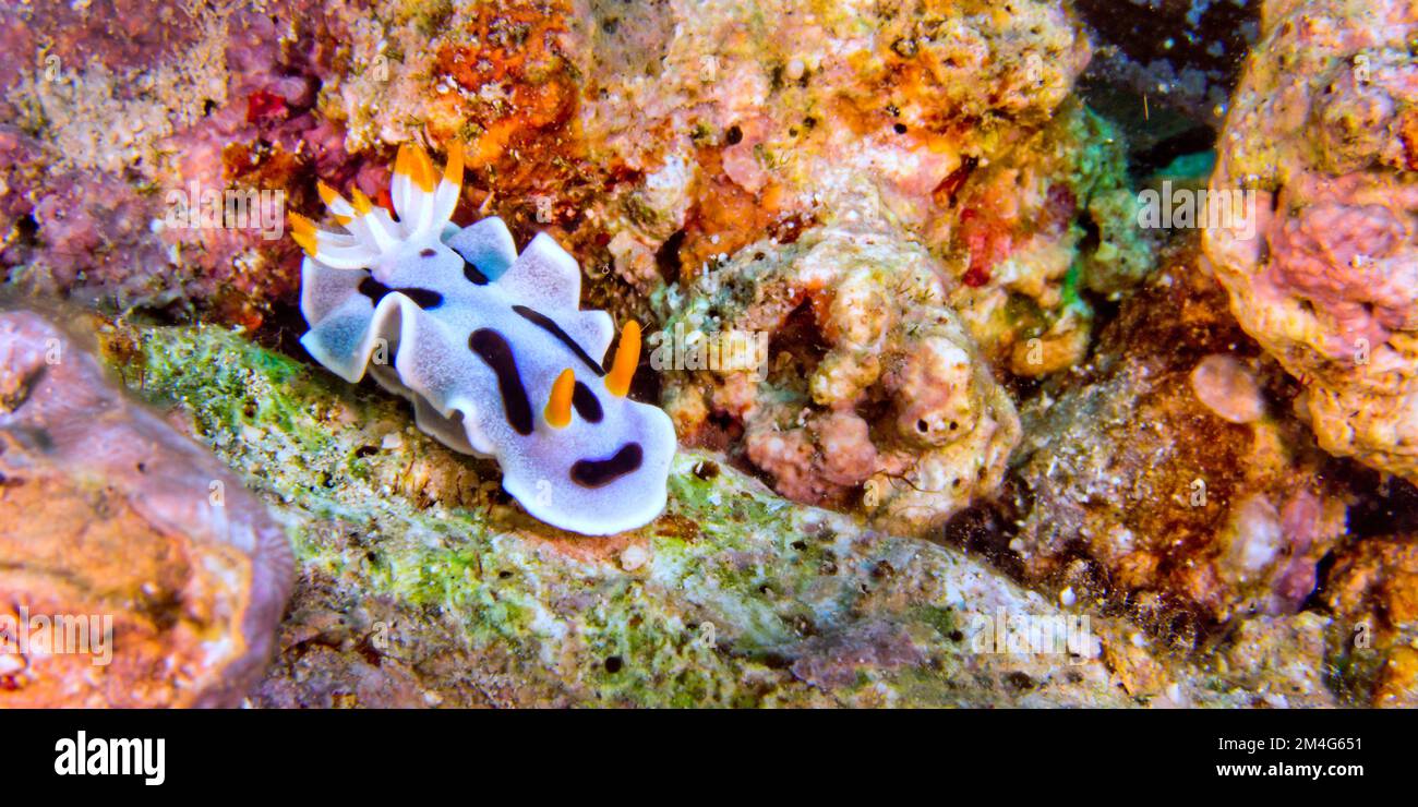 Sea Slug, Dorid Nudibranch, Diana's Chromodoris, Chromodoris dianae, Coral Reef, Bunaken National Marine Park, Bunaken, North Sulawesi, Indonesia, Asi Stock Photo