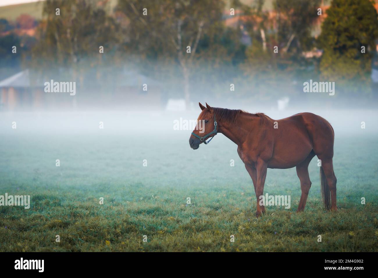 Red thoroughbred horse. Fog over pasture in cold autumn morning. Animal ranch Stock Photo