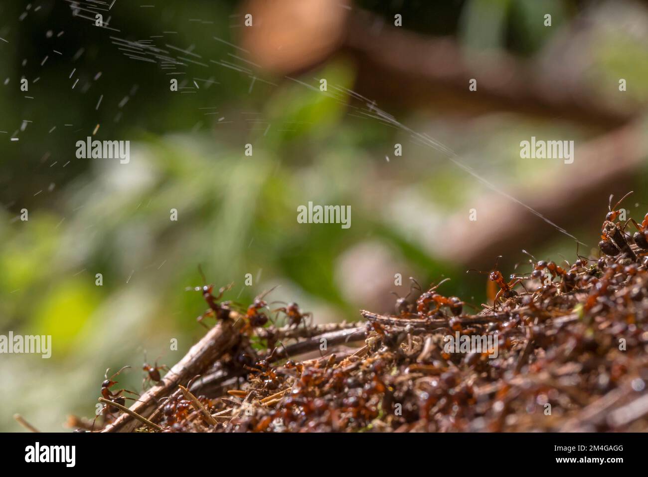 Wood ants squirting hires stock photography and images Alamy