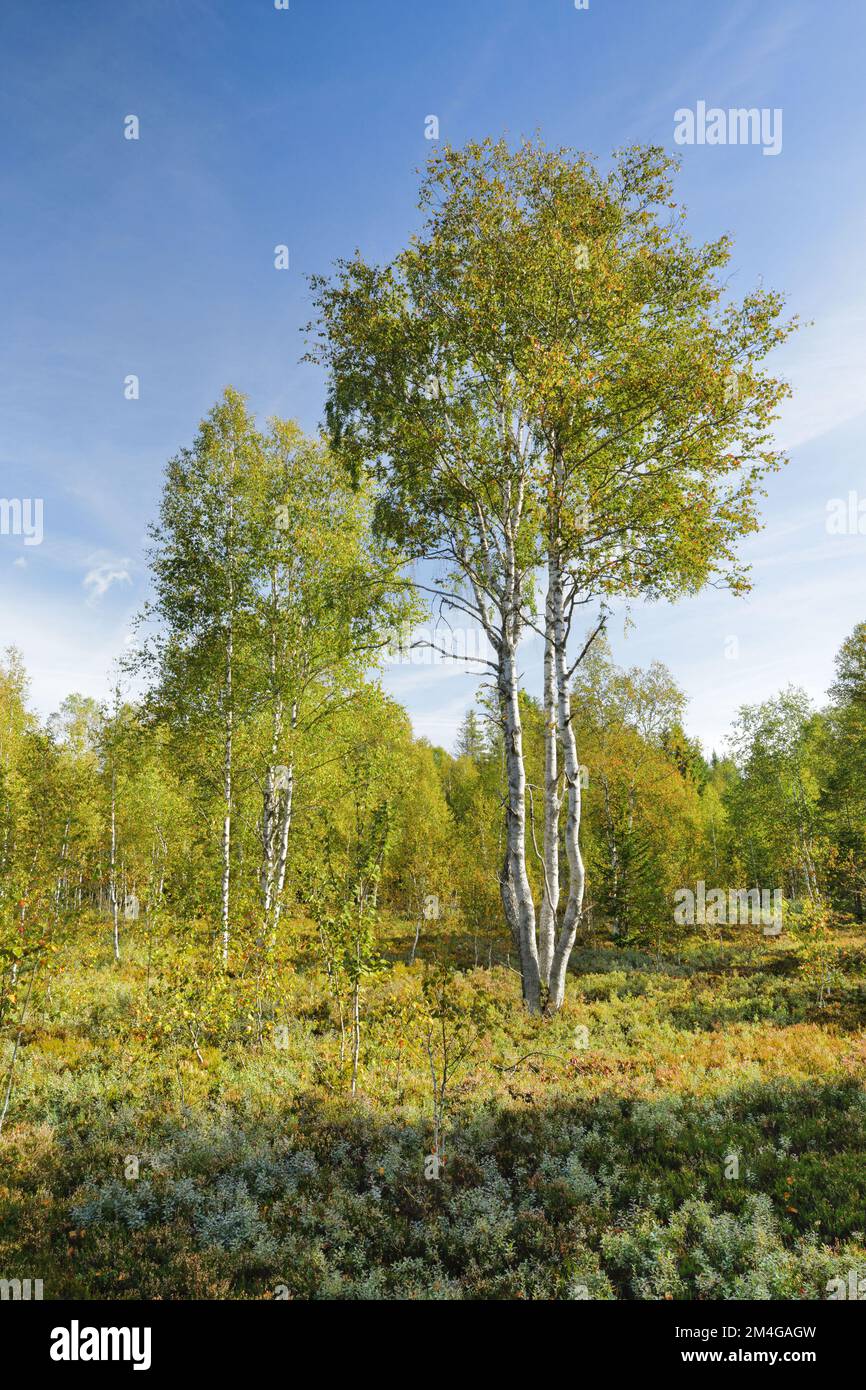 common birch, silver birch, European white birch, white birch (Betula
