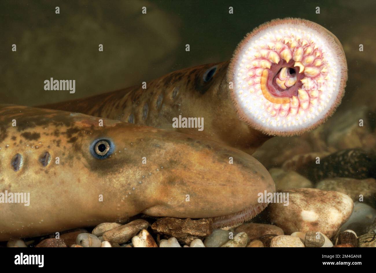 Sea lamprey (Petromyzon marinus), funnel-like sucking mouth, Germany, Rhine Stock Photo
