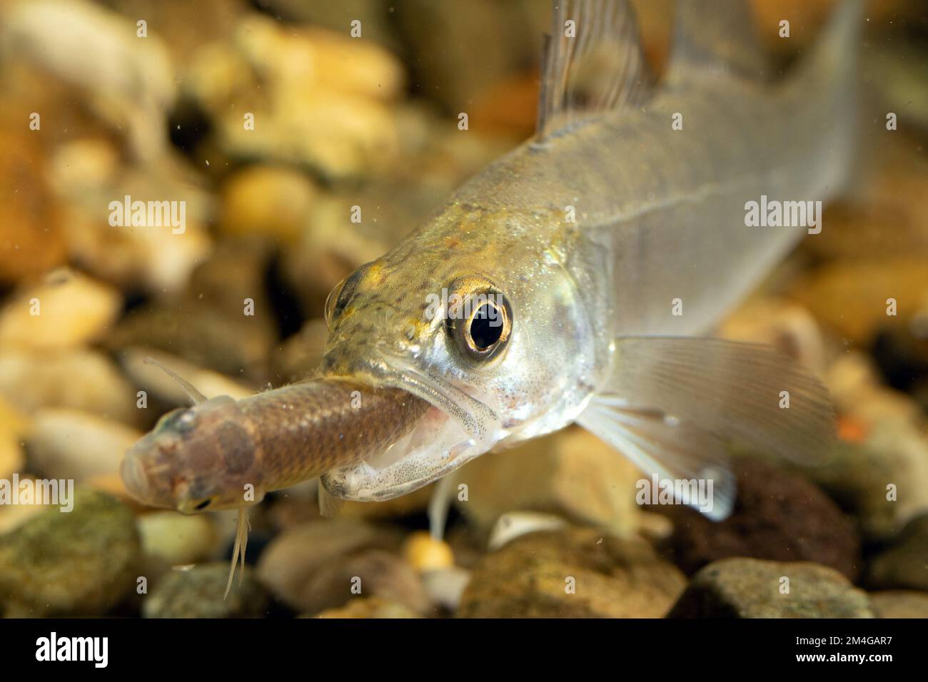 pike-perch, zander (Stizostedion lucioperca, Sander lucioperca), juvenile feeds prey fish generic tail first, Germany Stock Photo