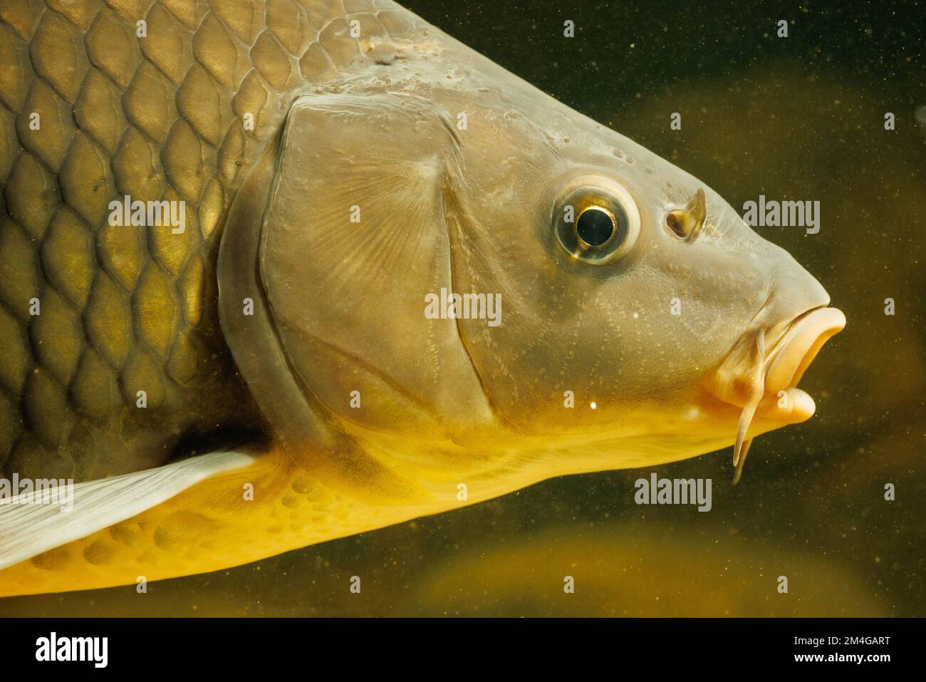 carp, common carp, European carp (Cyprinus carpio), portrait, Germany Stock Photo