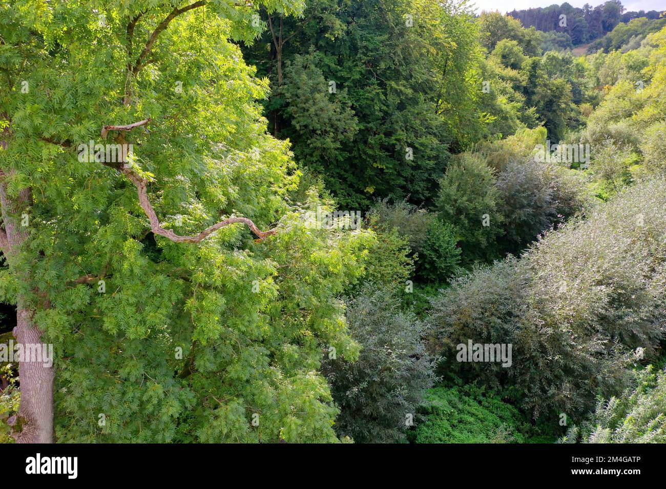 Forest and scrubland with ash trees and willows in Hammer, aerial view, Germany, Schleswig-Holstein, Steinautal Stock Photo