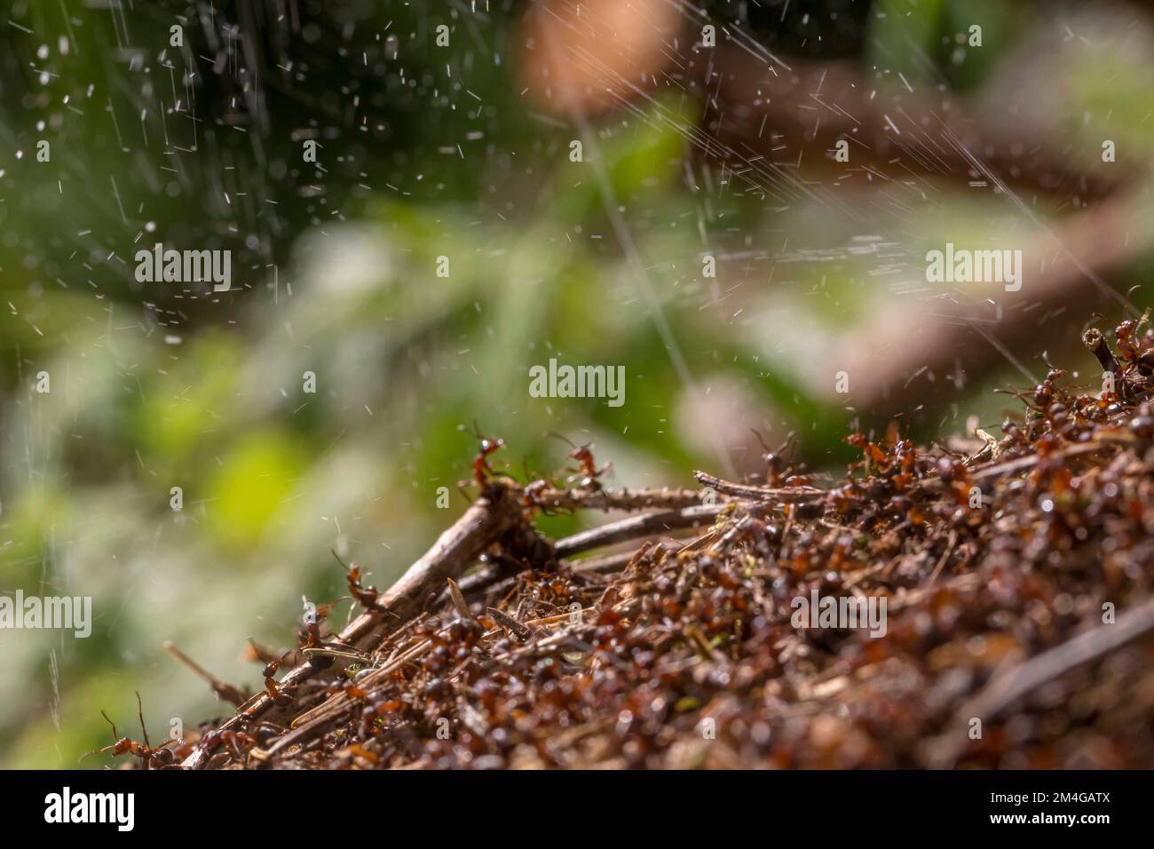wood ant (Formica rufa), ants in an anthill squirting formic acid into