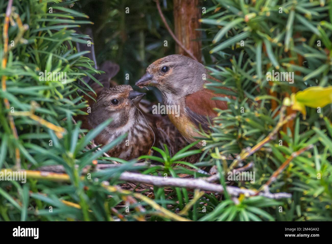linnet (Carduelis cannabina, Acanthis cannabina, Linaria cannabina), pair at the nest in a yew tree, female breeding, male guarding, Germany, Bavaria Stock Photo
