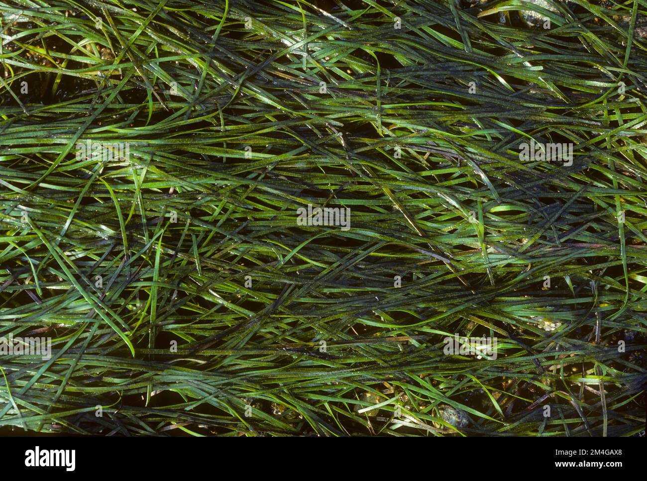 dwarf eelgrass (Zostera noltii, Zostera nana), habit Stock Photo