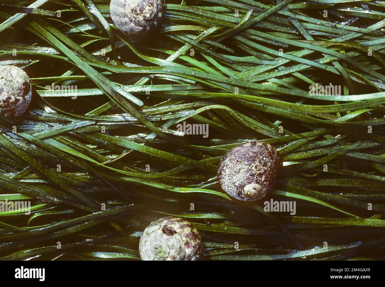 dwarf eelgrass (Zostera noltii, Zostera nana), with snails Stock Photo