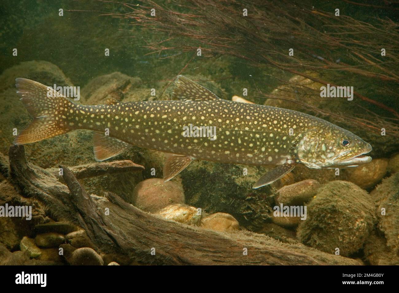 American lake trout hi-res stock photography and images - Alamy