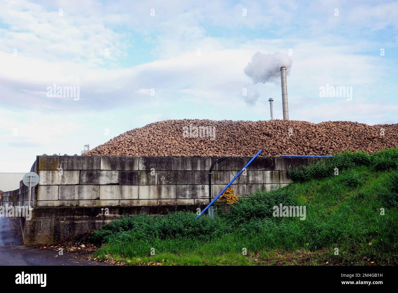 Sugar beet, Sugarbeet, Beet root, Sugarbeet root (Beta vulgaris var