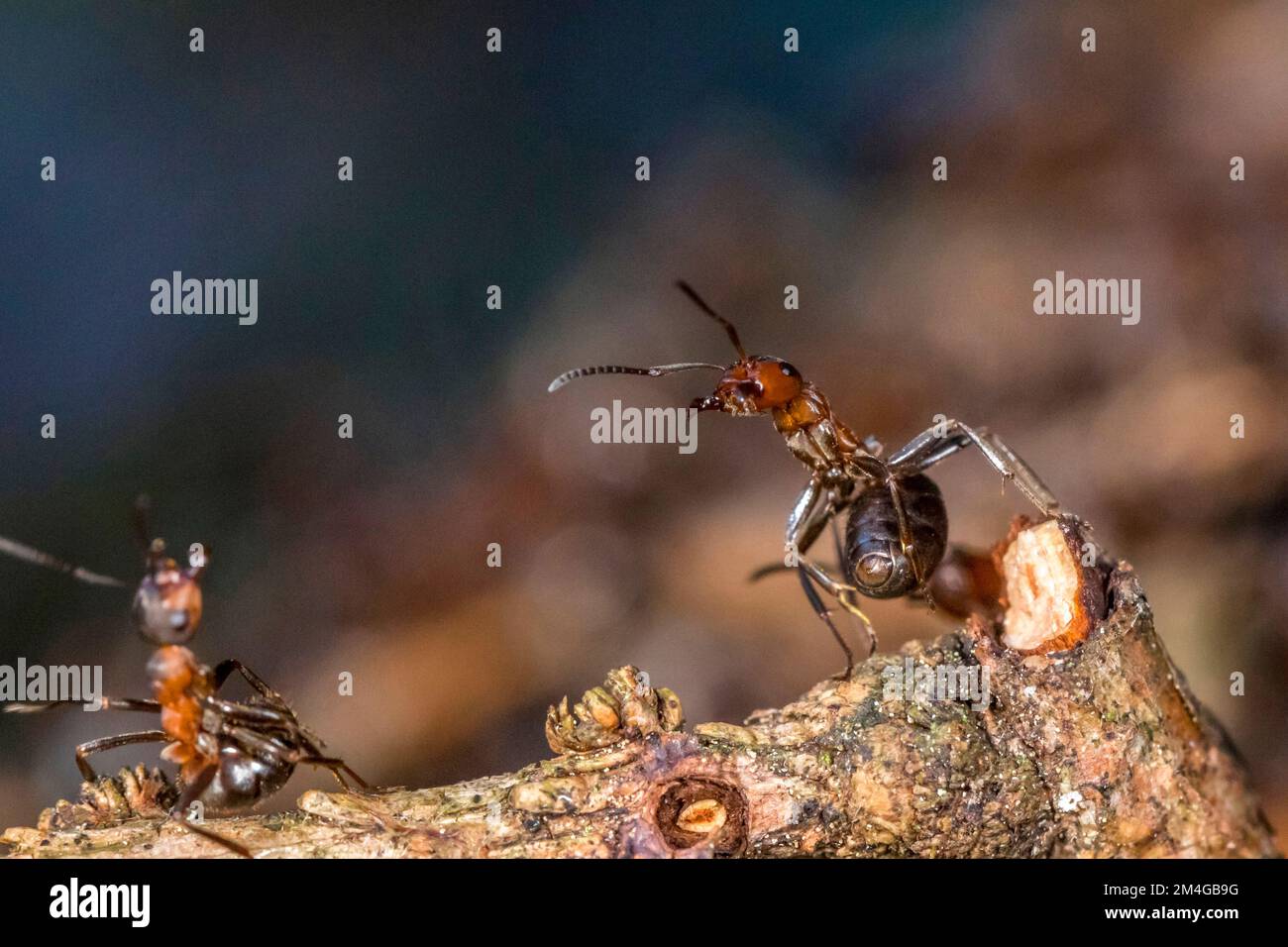 wood ant (Formica rufa), stretches abdomen forward, prepares for