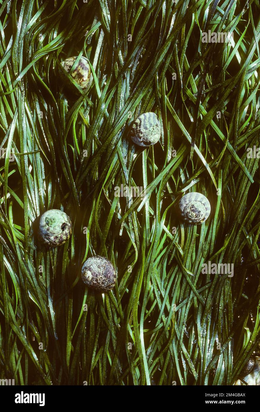 dwarf eelgrass (Zostera noltii, Zostera nana), with snails Stock Photo