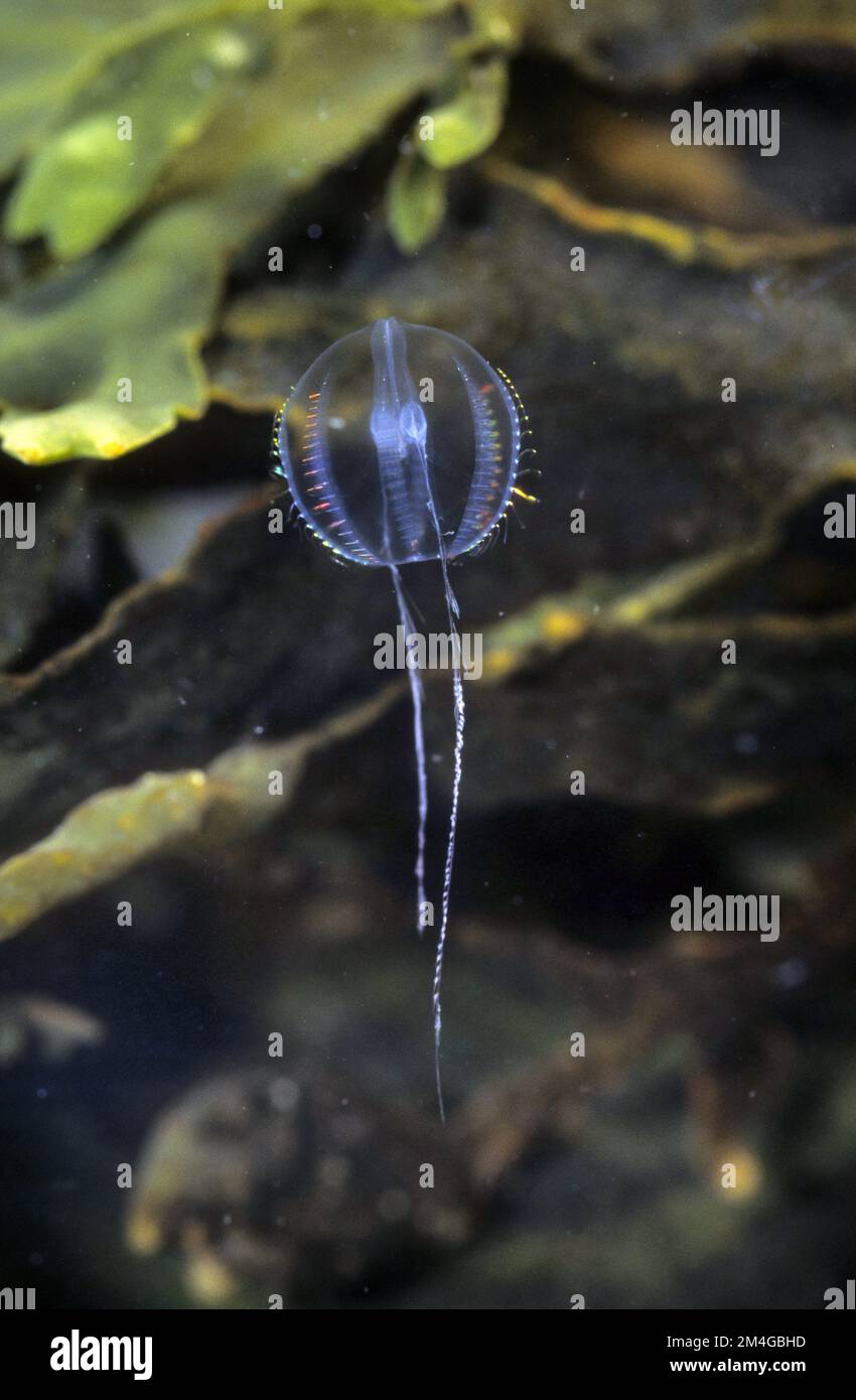 Atlantic sea gooseberry (Pleurobrachia pileus, Pleurobrachia rhodophis), swimming in the sea Stock Photo