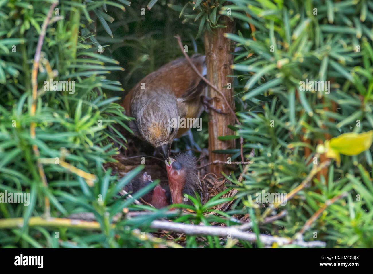 linnet (Carduelis cannabina, Acanthis cannabina, Linaria cannabina), 3 day old baby birds are fed, nest in a yew tree, Germany, Bavaria Stock Photo