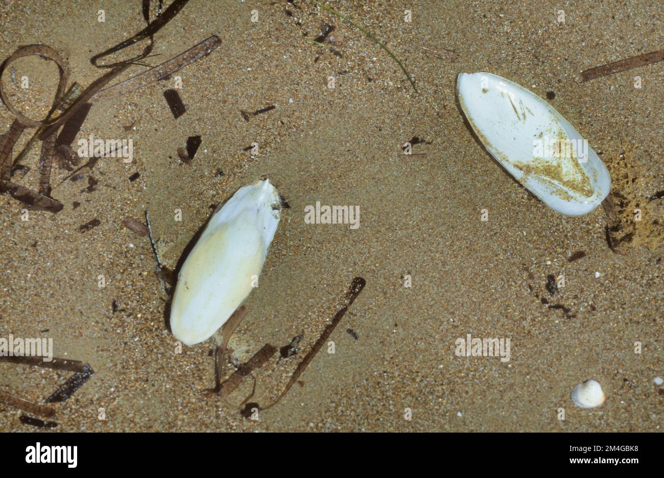 common cuttlefish (Sepia officinalis), cuttlebones washed up on the beach Stock Photo