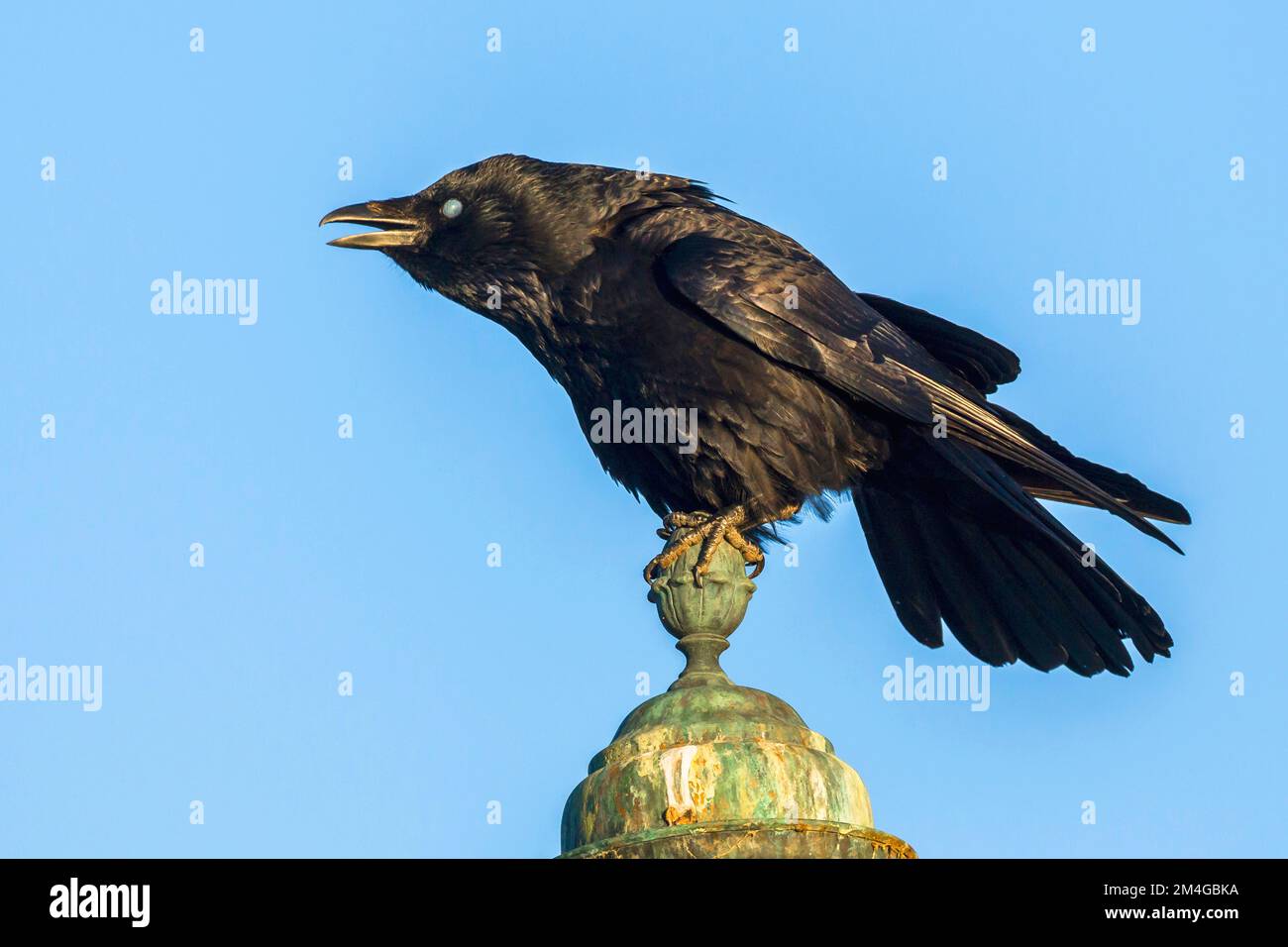 Carrion crow (Corvus corone, Corvus corone corone), sits on stone pedestal and threatening, side view, Germany, Bavaria Stock Photo