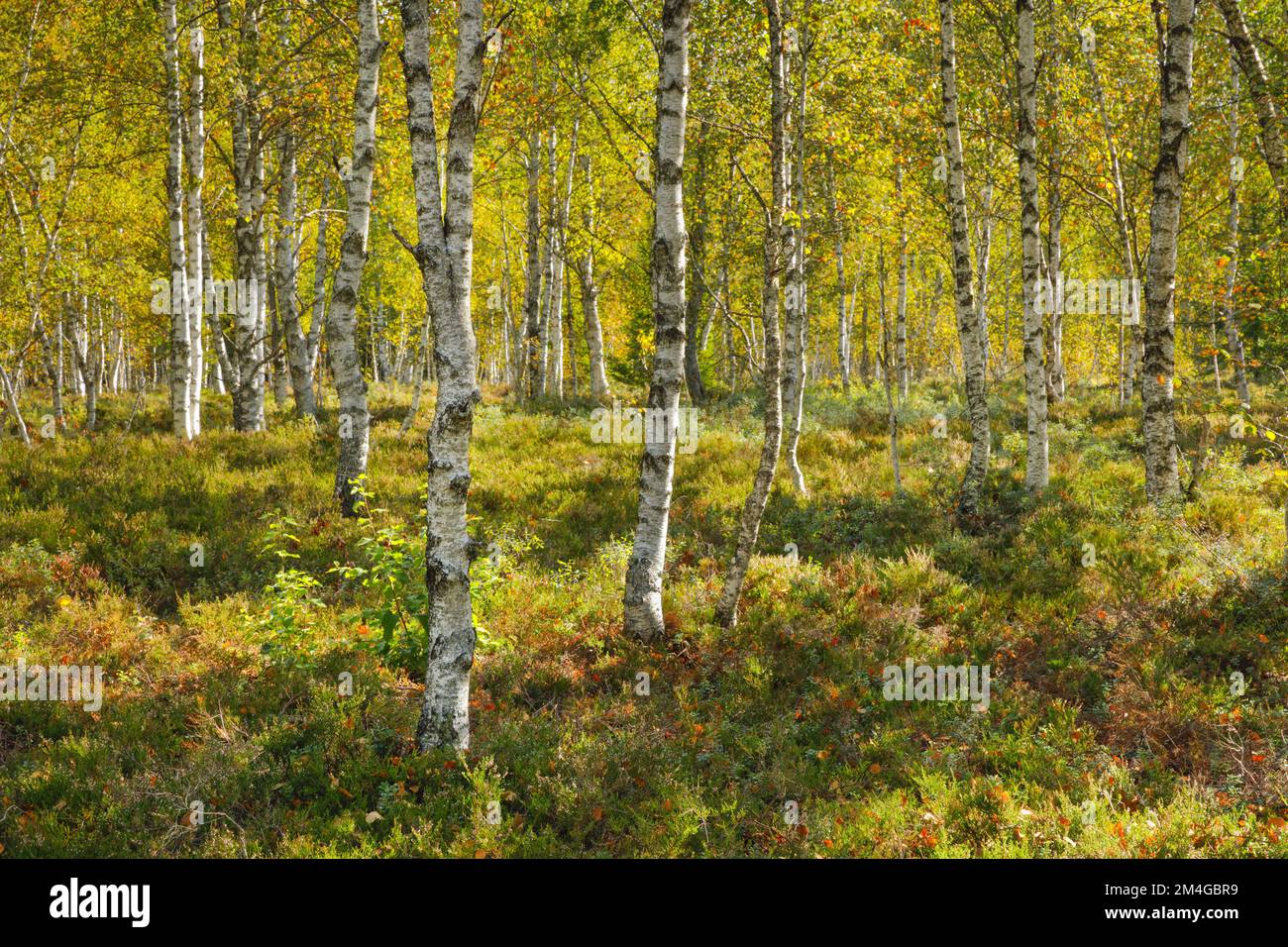common birch, silver birch, European white birch, white birch (Betula