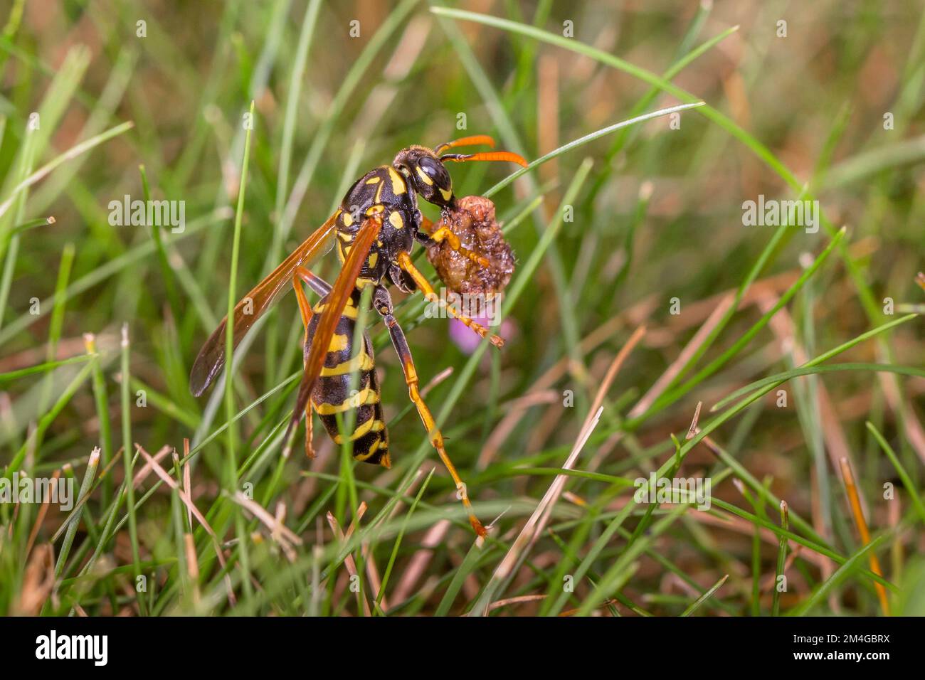 Paper wasp (Polistes gallica, Polistes dominula), European paper wasp has chewed prey in its mouth, flying out of a meadow, Germany, Bavaria Stock Photo