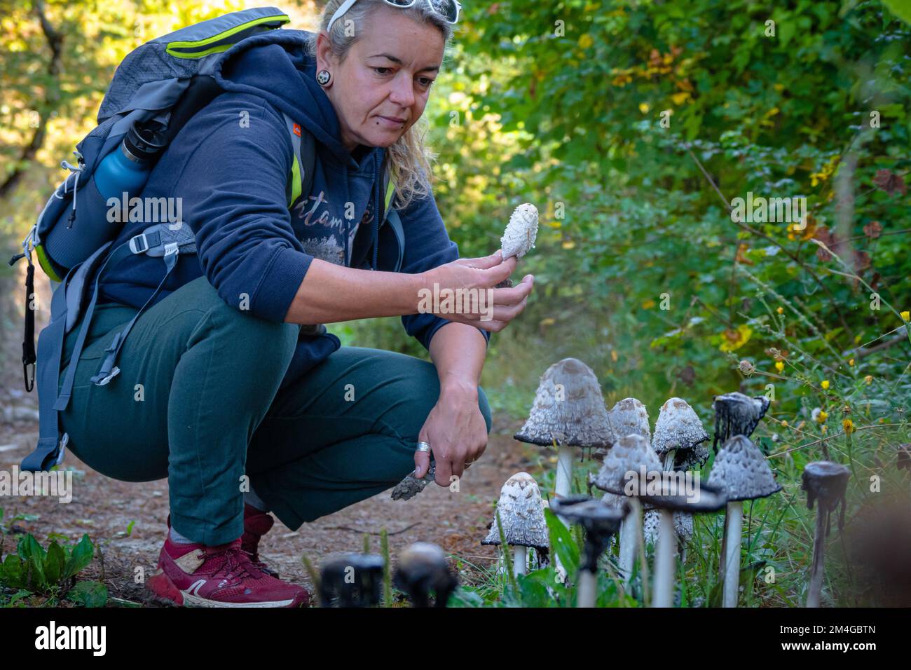 Mushroom forager trying to identify wild mushrooms in the forest with identification book - Mushroom picking and mushroom foraging Stock Photo