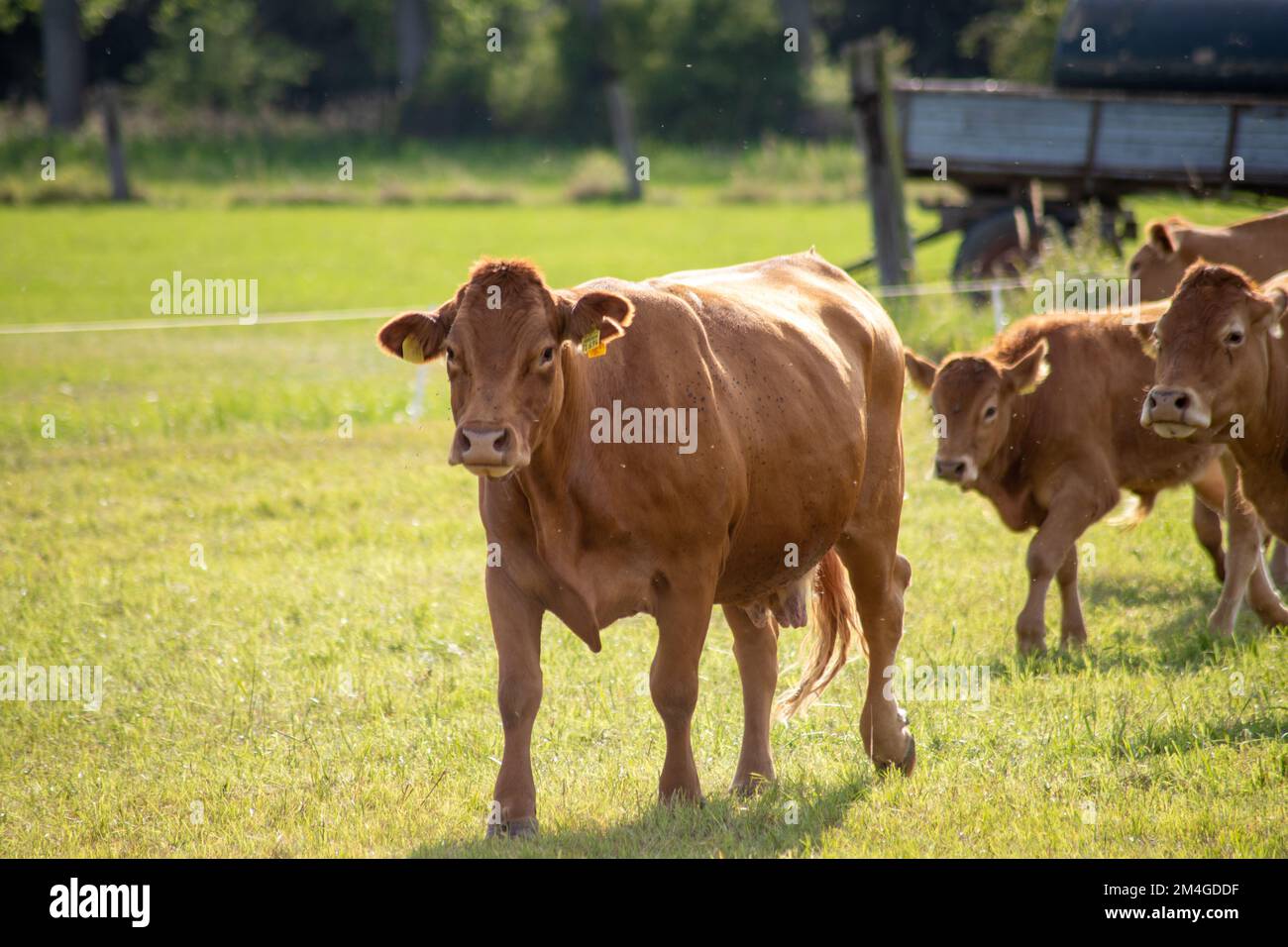Brown cows on a meadow hi-res stock photography and images - Alamy