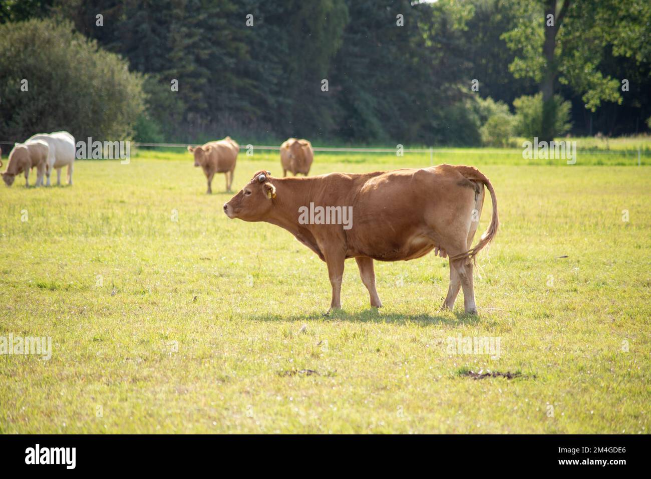 Brown cows on a meadow in September. High quality photo Stock Photo - Alamy