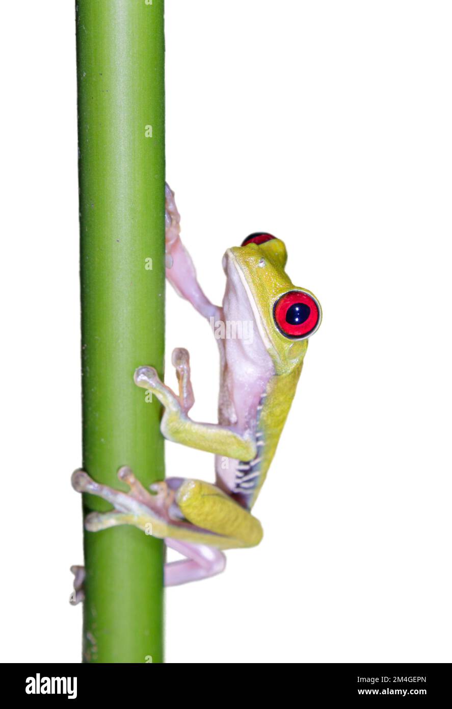 Red-eyed tree frog (Agalychnis callidryas) climbing plants isolated on white background Stock Photo