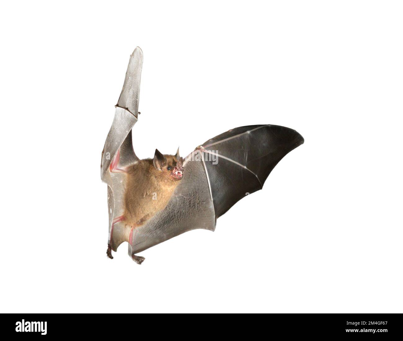 Seba's short-tailed bat (Carollia perspicillata) flying isolated on white background Stock Photo