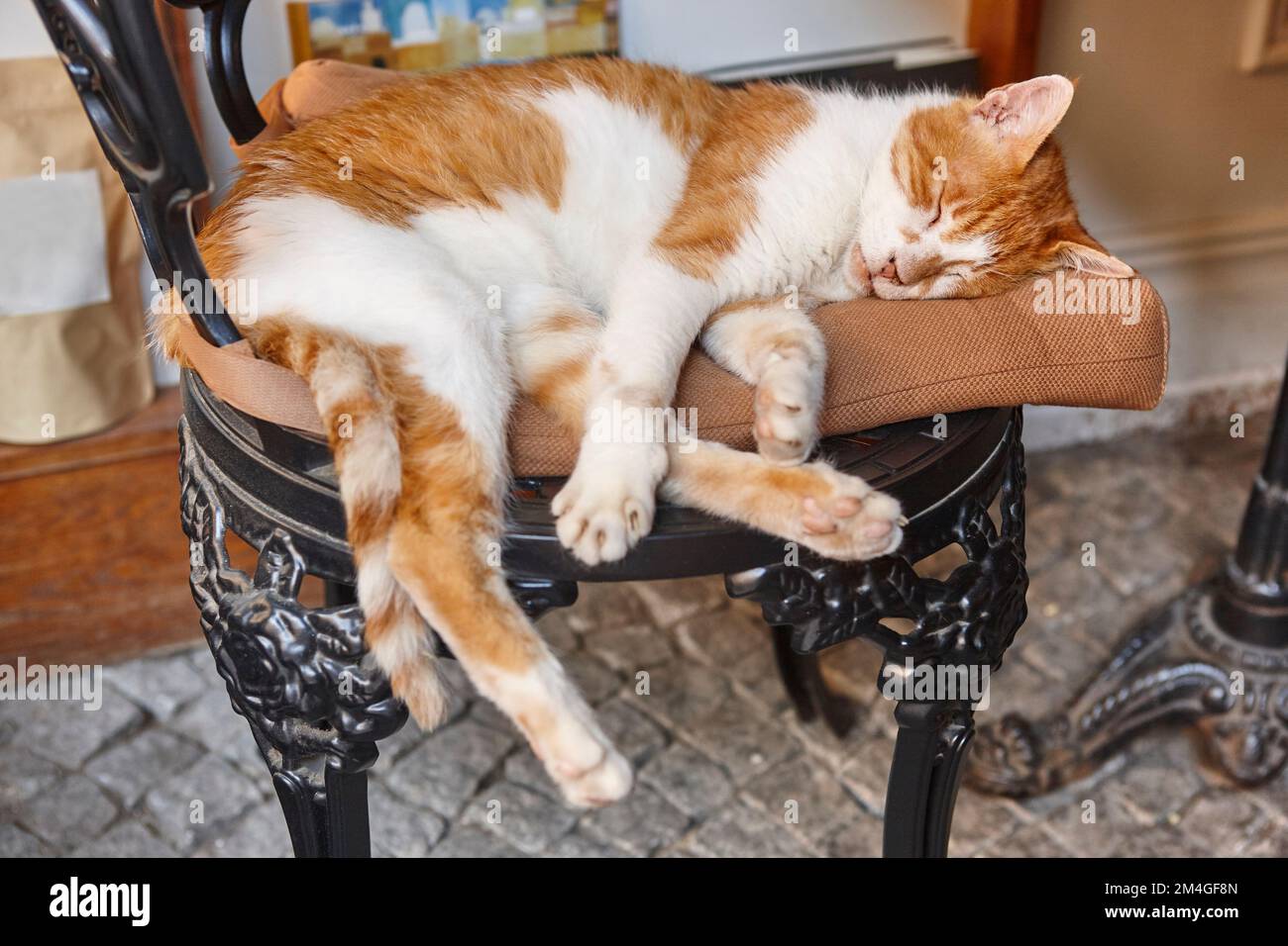 Cat on chair clearance