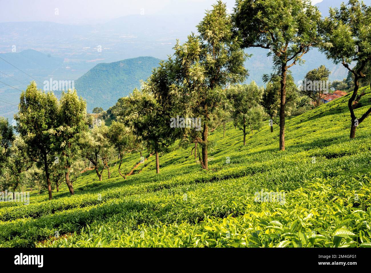 Tea estates, Nilgiri hills, Coonoor, hill station, Tamil Nadu, India Stock Photo Alamy