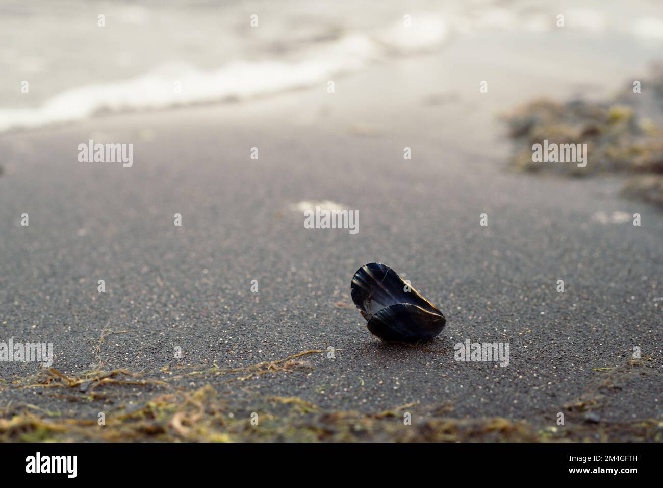 Close up small open shell on surfline concept photo Stock Photo